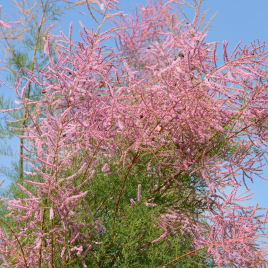 Tamariz de Verano rosado